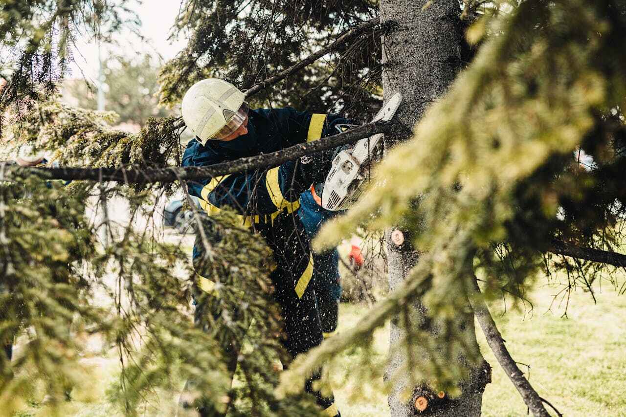 Large Tree Removal in Fair Grove, MO